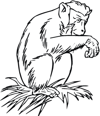 Chimpanzee On The Grass  Coloring Page